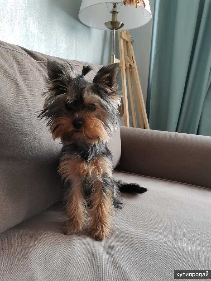 Екрширшистный терьет