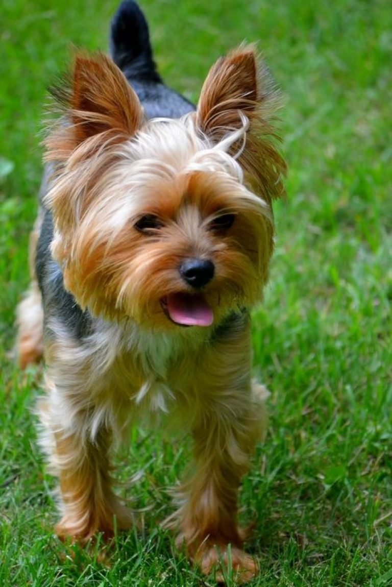 Йоркширский терьер