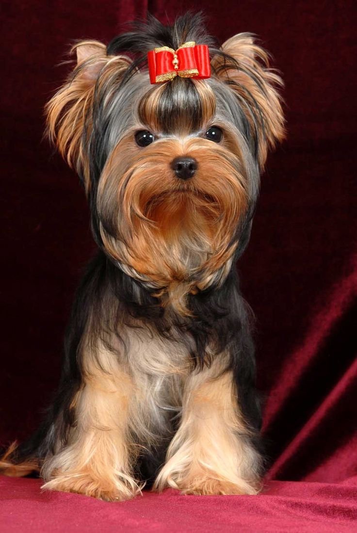 Йоркшир терьер