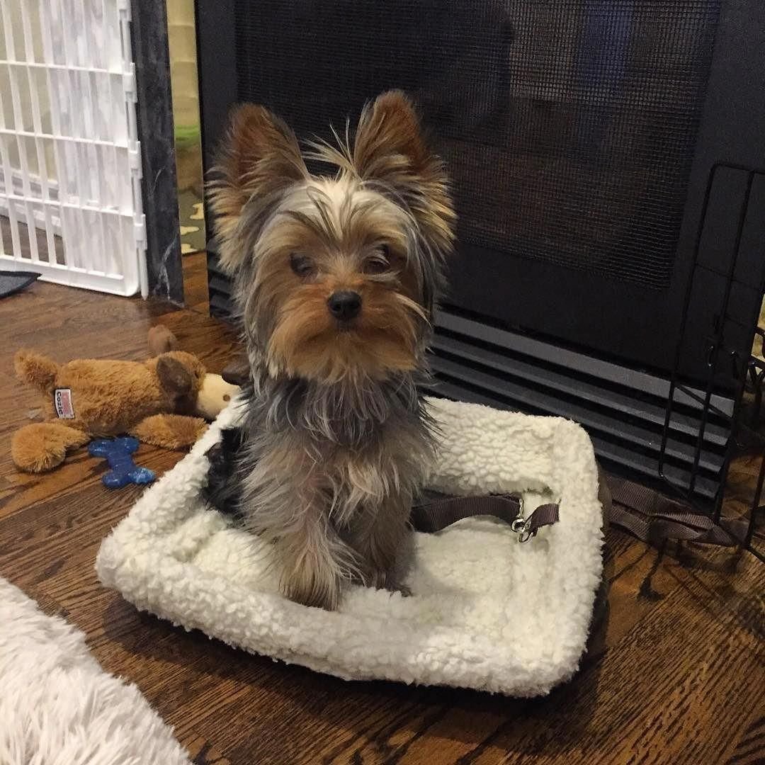 Йорк щенок дома