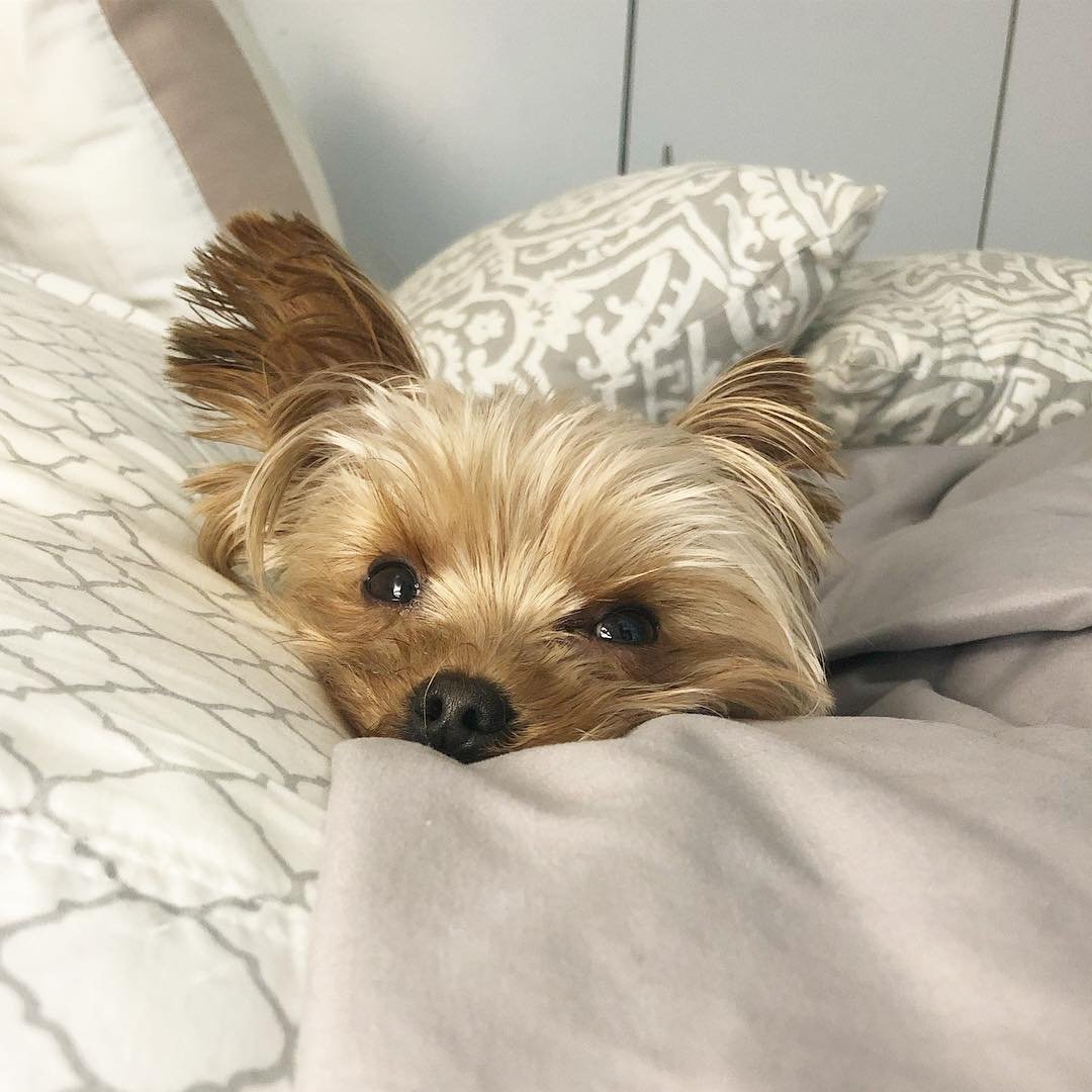 Йоркширский терьер Эстетика