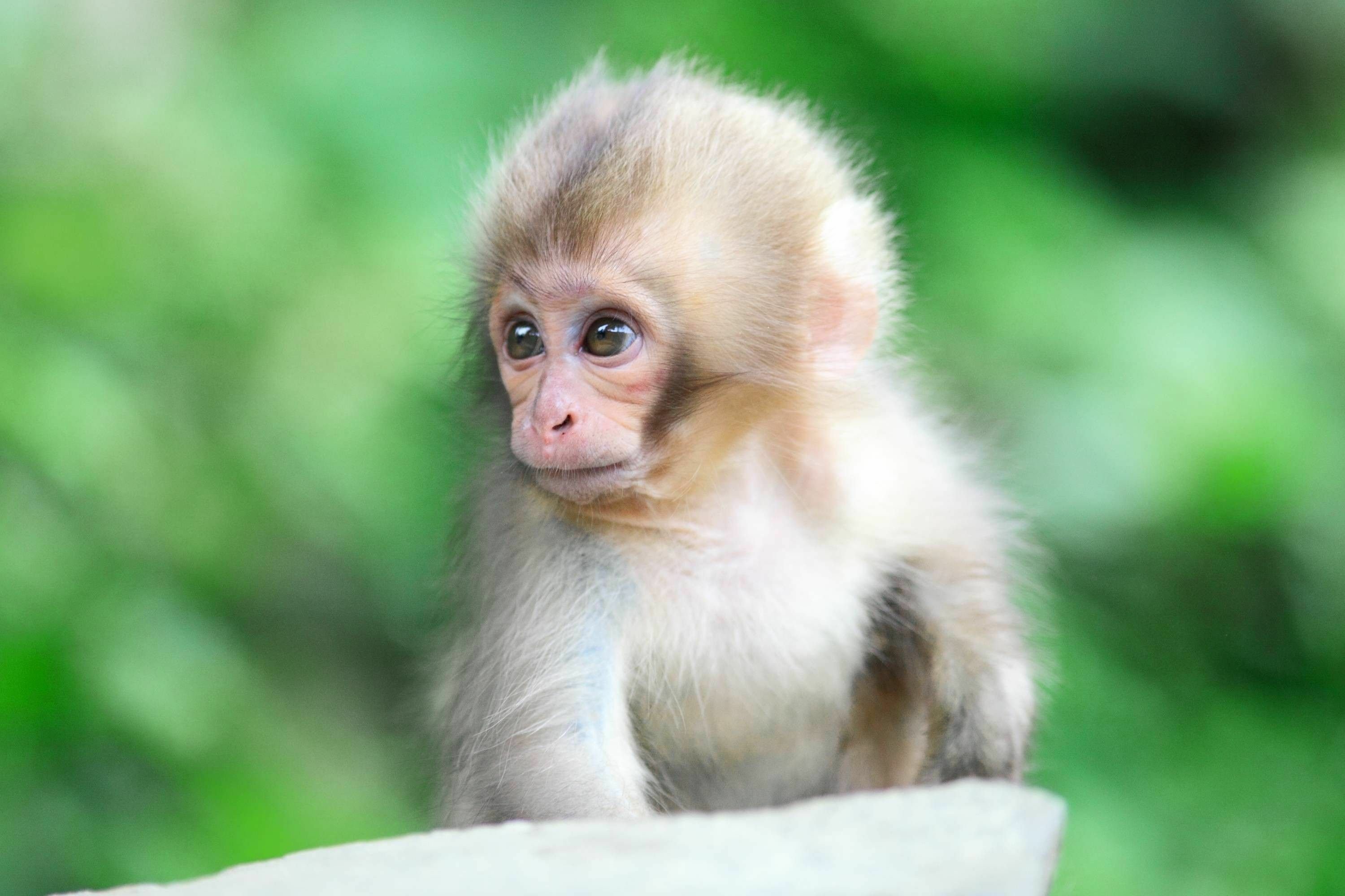 Small monkey. Кунац меймун. Обезьяны Кунац меймун. Мартышковые приматы. Милая обезьянка.