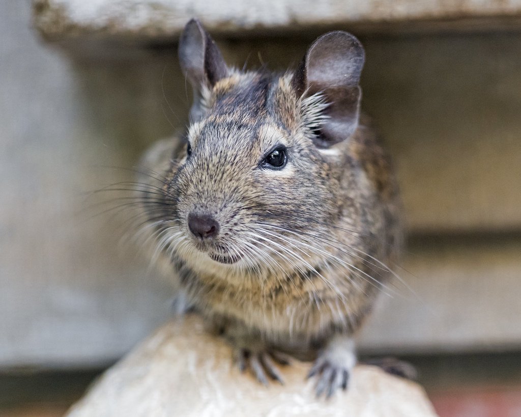 Мексиканская белка дегу