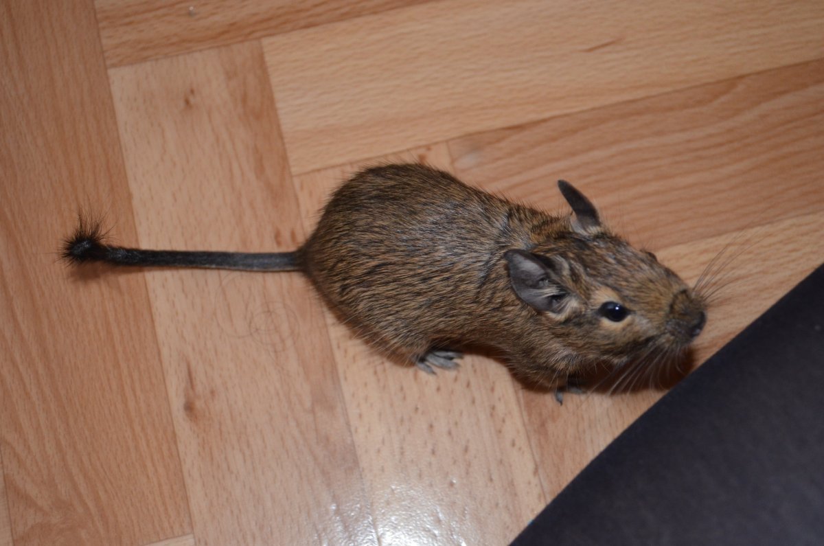 Мини шиншилла дегу