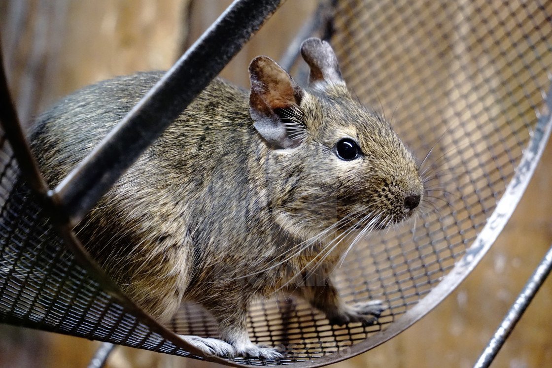 Карликовая белка дегу
