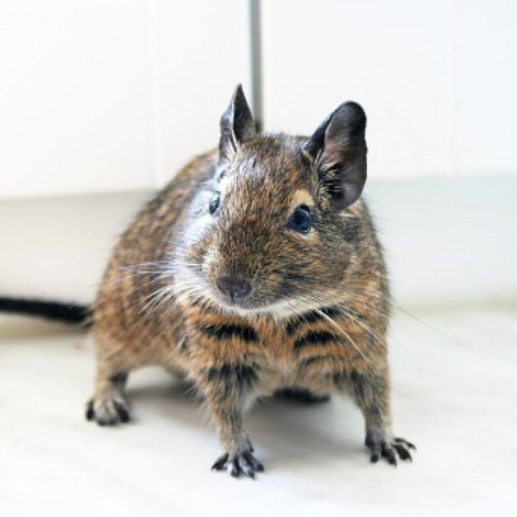 Чилийские белки дегу