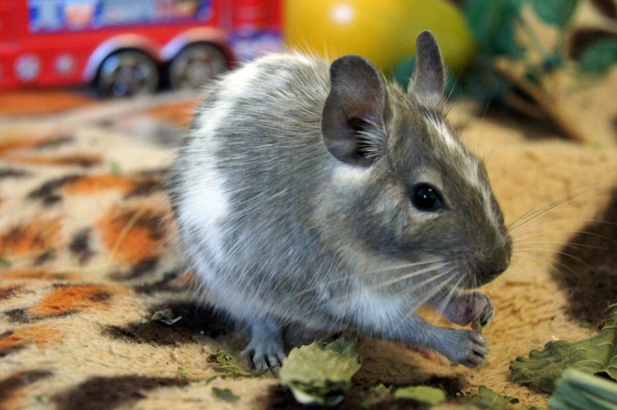 Дегу цветные