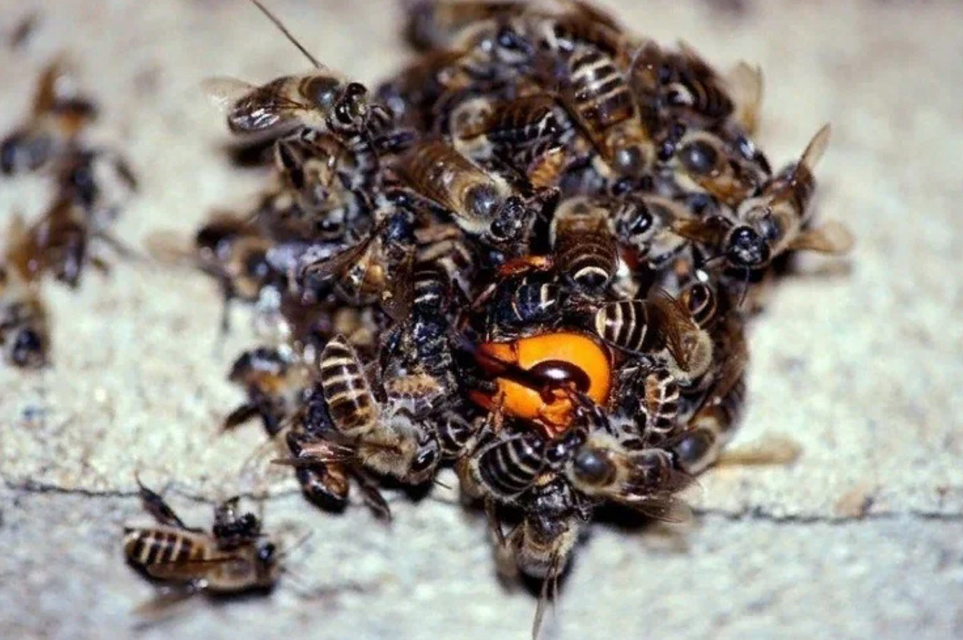 Нападение осы. Рой шершней. Азиатский Шершень против пчел. Ареал шершней. Японские медоносные пчелы и азиатский Шершень.