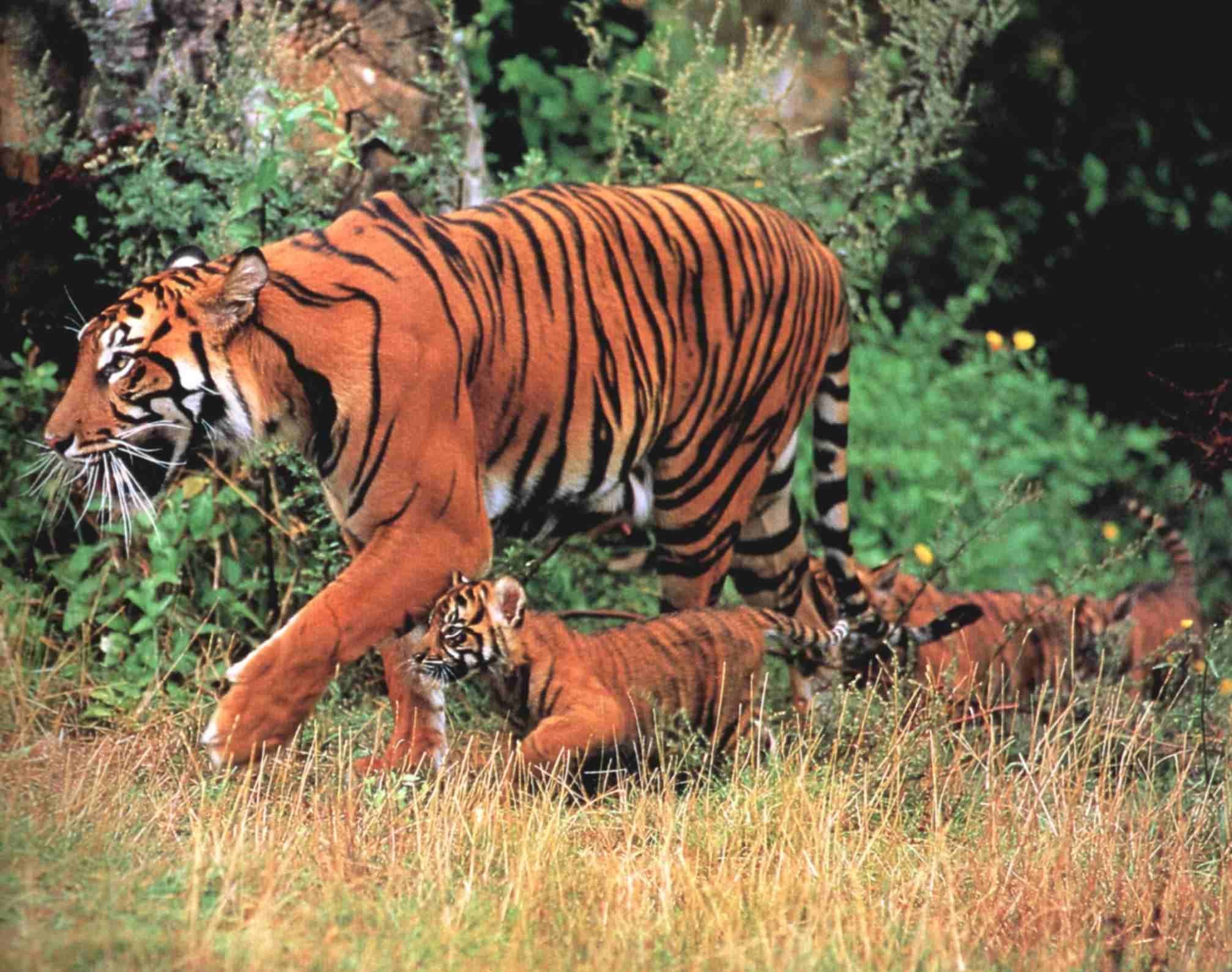 Левый тигр. Тигрица с тигрятами. Семейство кошачьих тигр. Лев и тигр. Тигры и львы в природе.