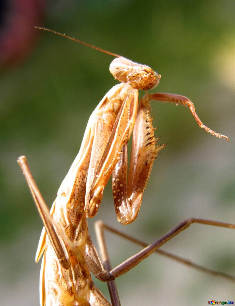 Золотой богомол