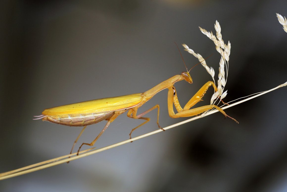 Богомол обыкновенный желтый