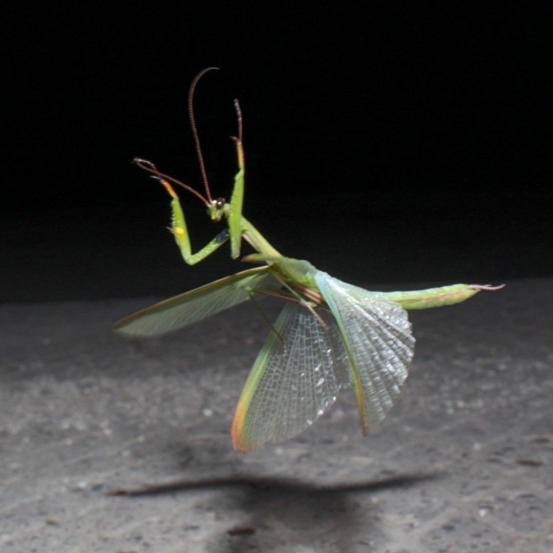 Малазийский богомол-Щитоносец