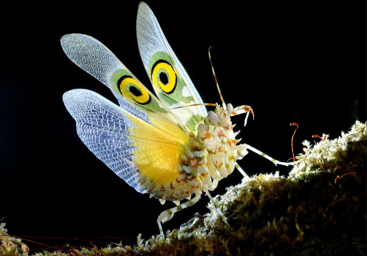 Богомол Pseudocreobotra wahlbergii