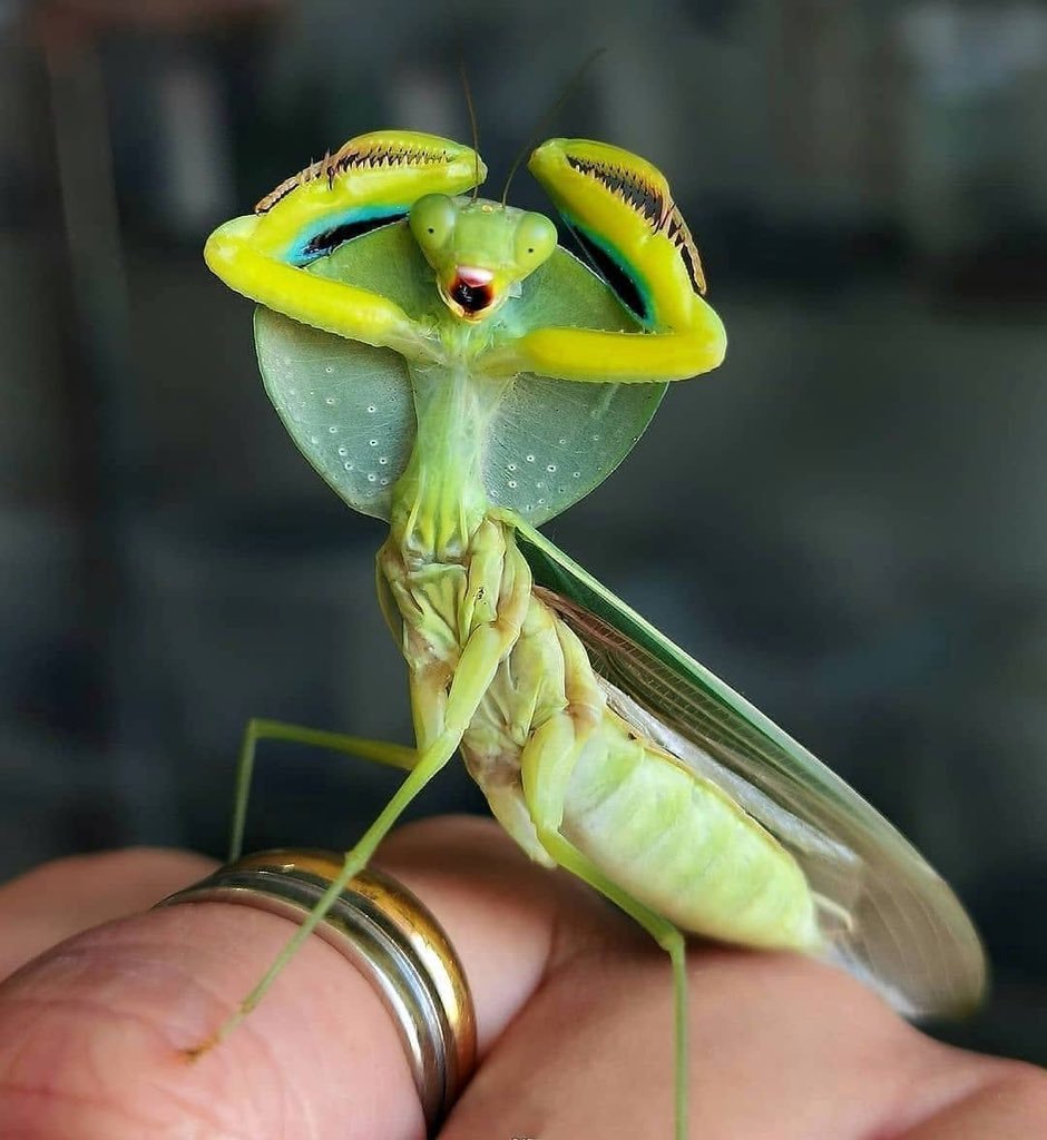 Малазийский листовидный богомол