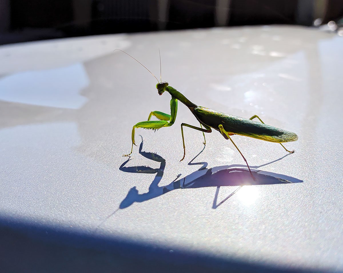 Летронурс краторс богомол