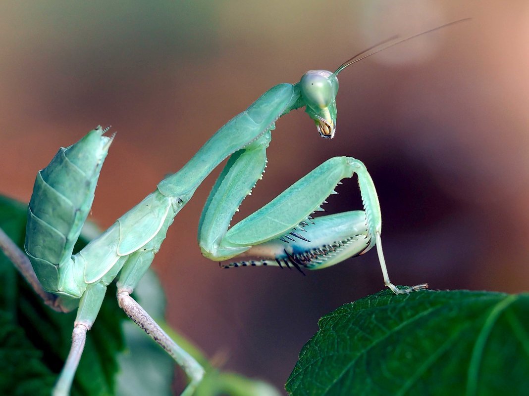 Земляной богомол