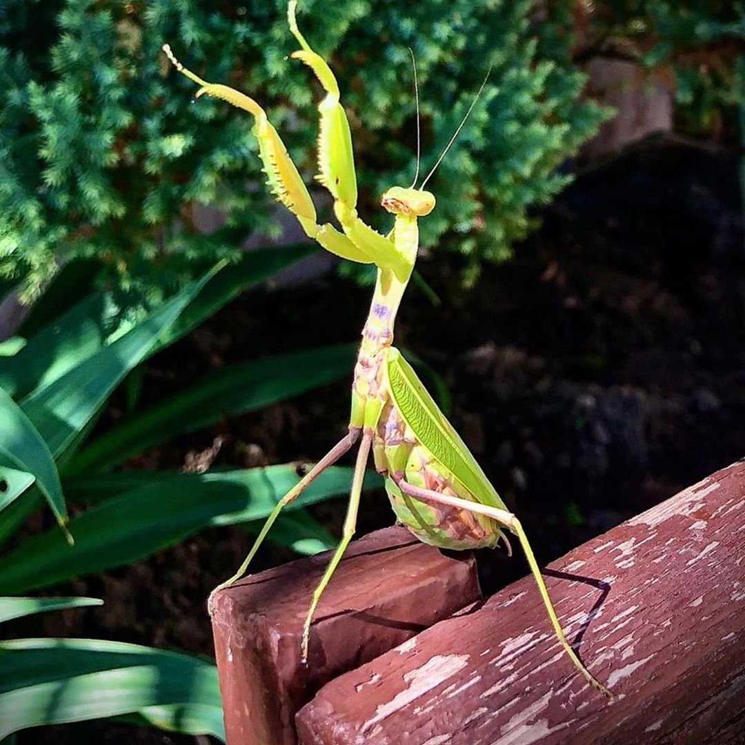Богомол альбинос
