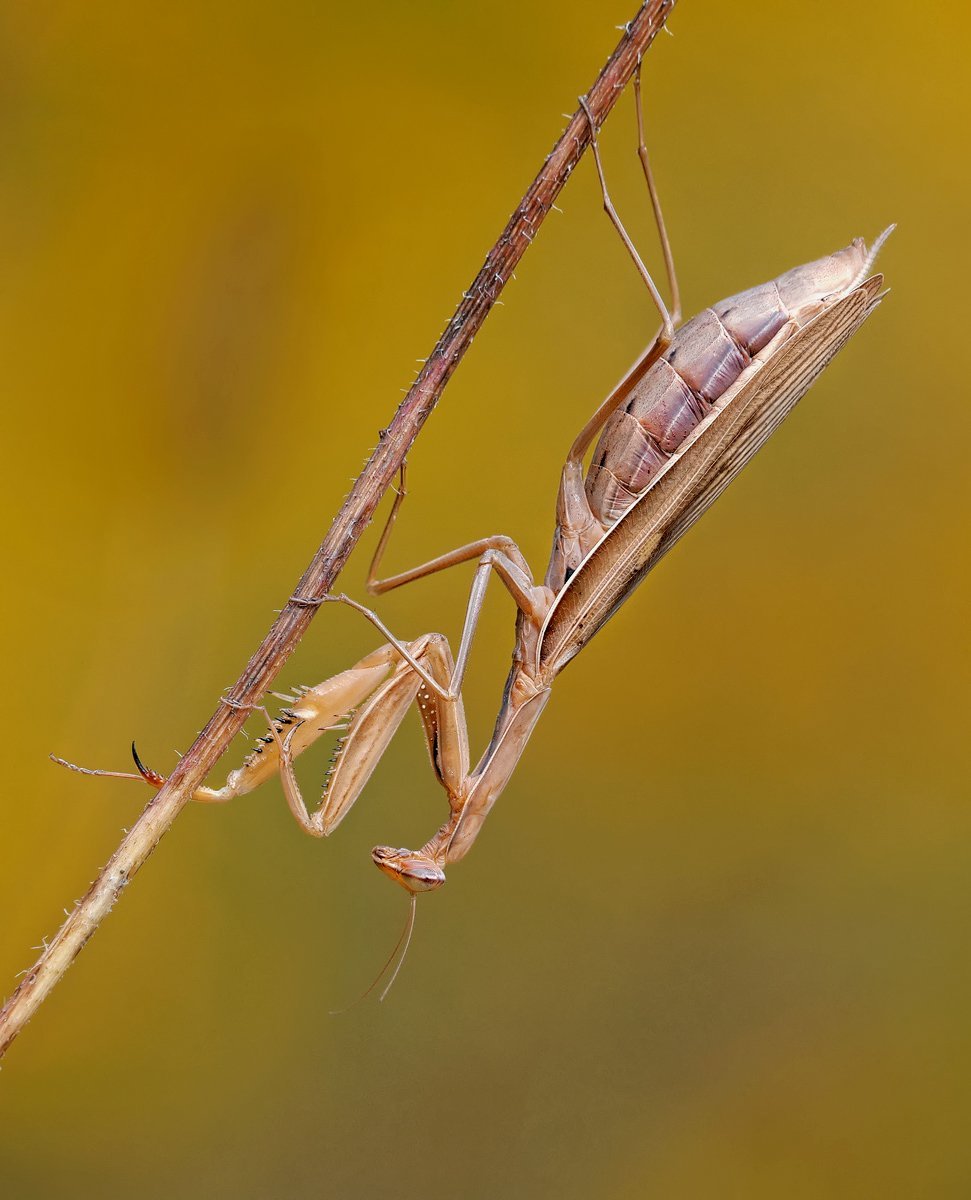 Желтый богомол