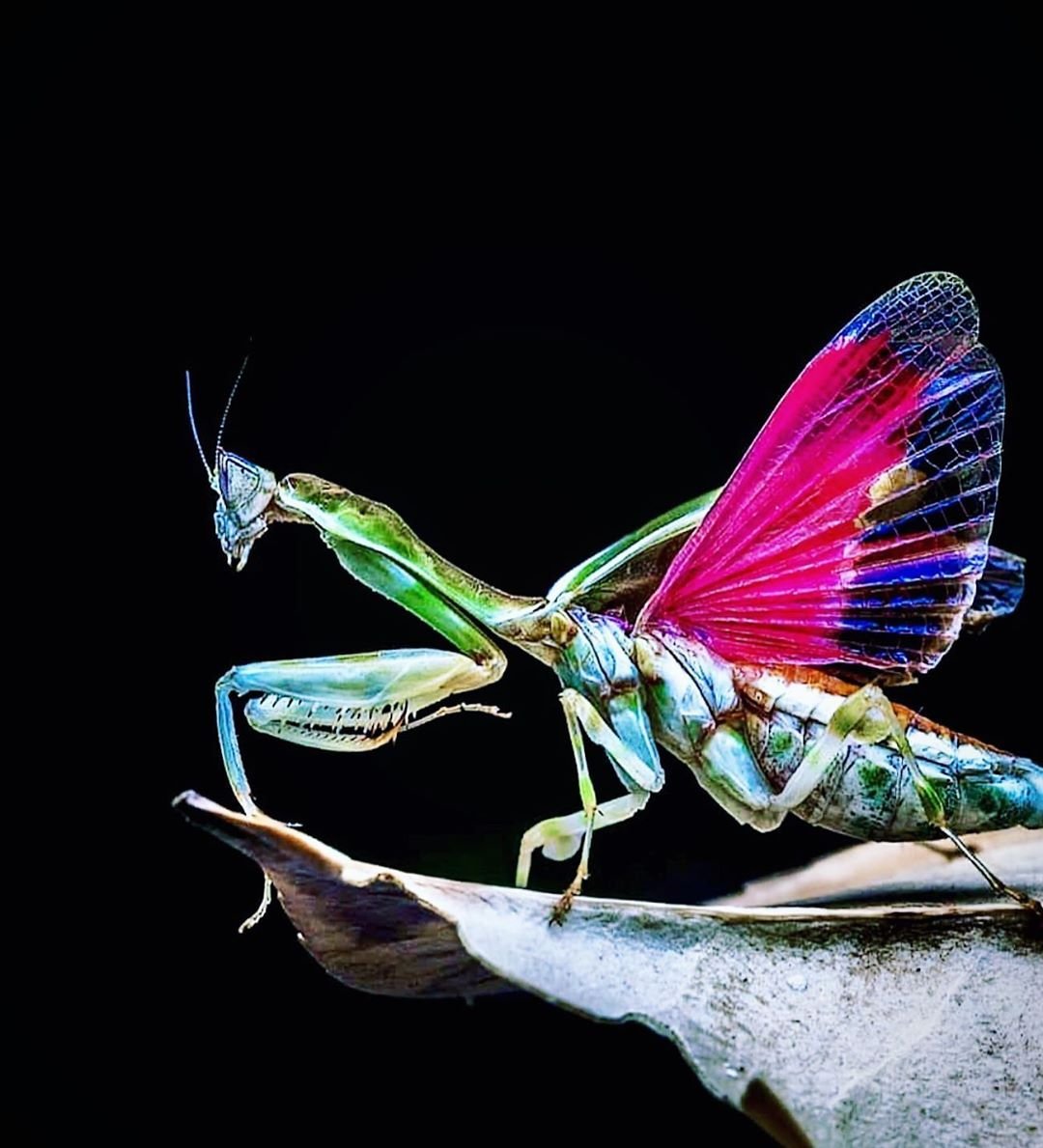 Китайский богомол фото