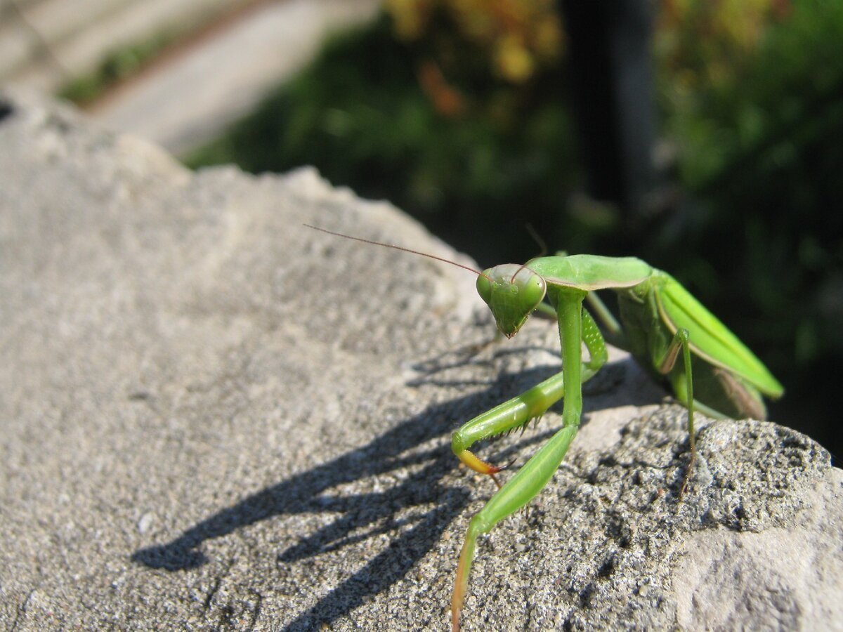 Малазийский богомол-Щитоносец