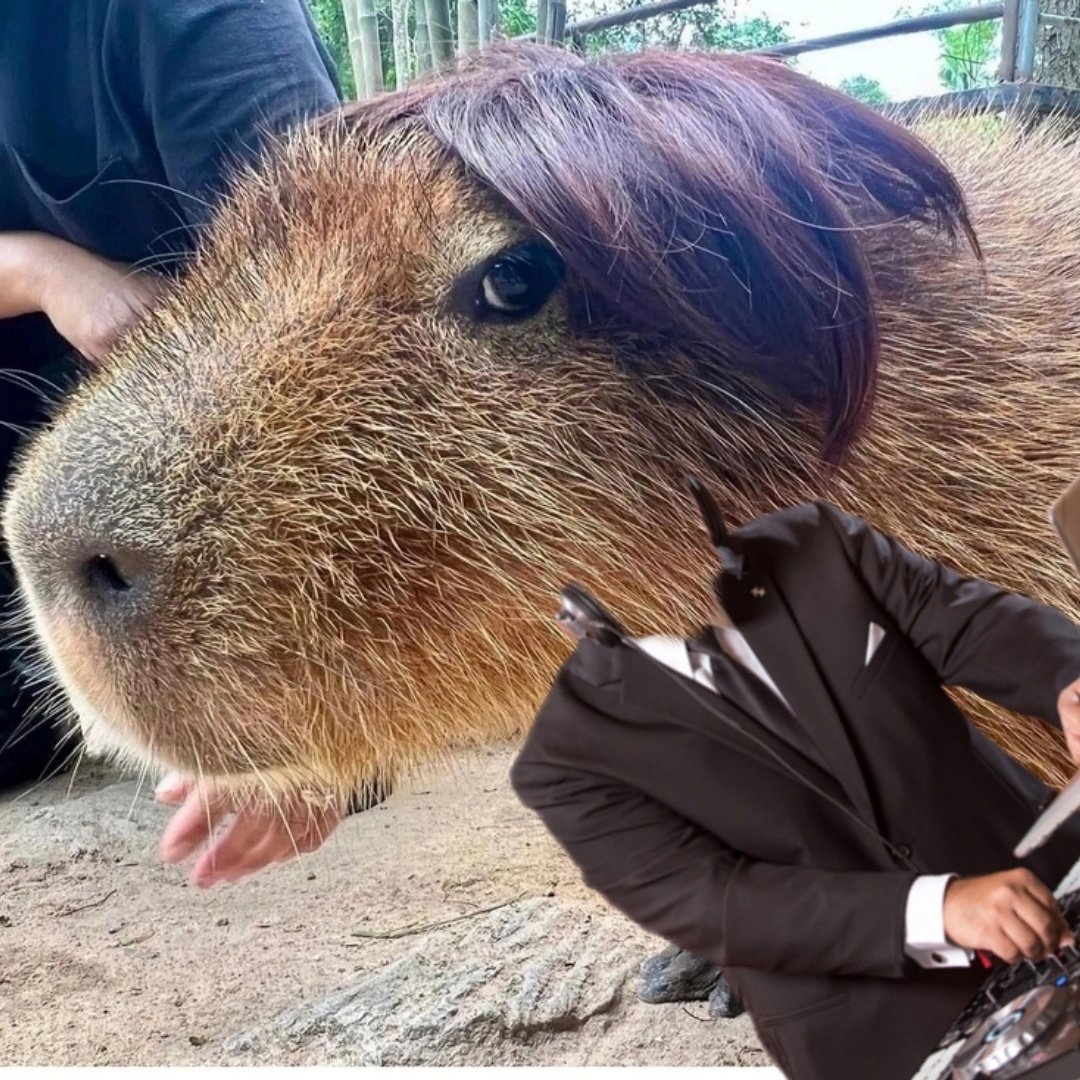 Капибара смешная