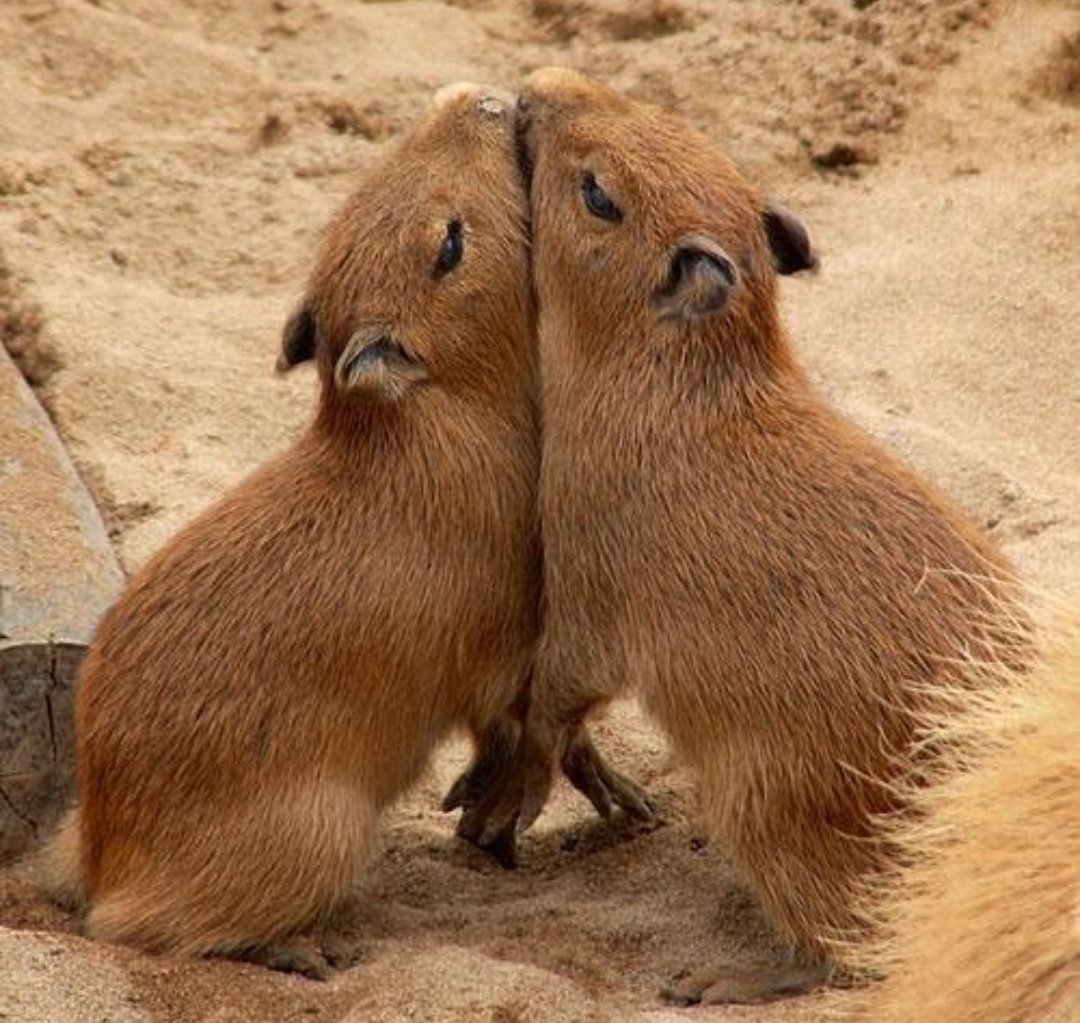 Капибара животное