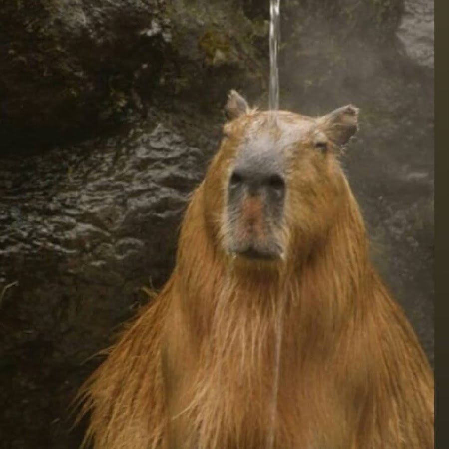 Капибара в воде