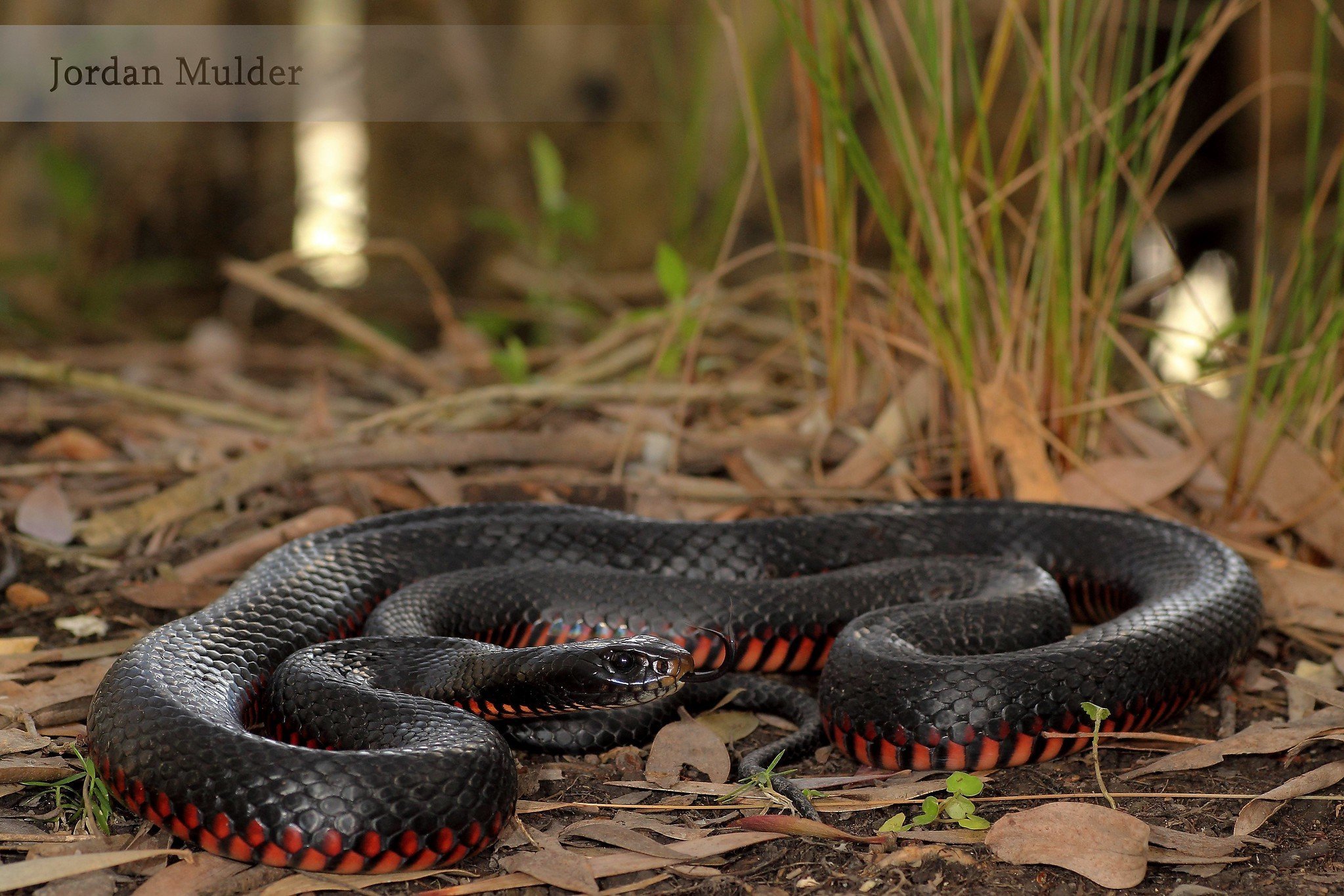 Ехидны змеи. Краснобрюхий чёрный Аспид. Черная ехидна Pseudechis porphyriacus. Черная ехидна змея. Змея краснобрюхий полоз.