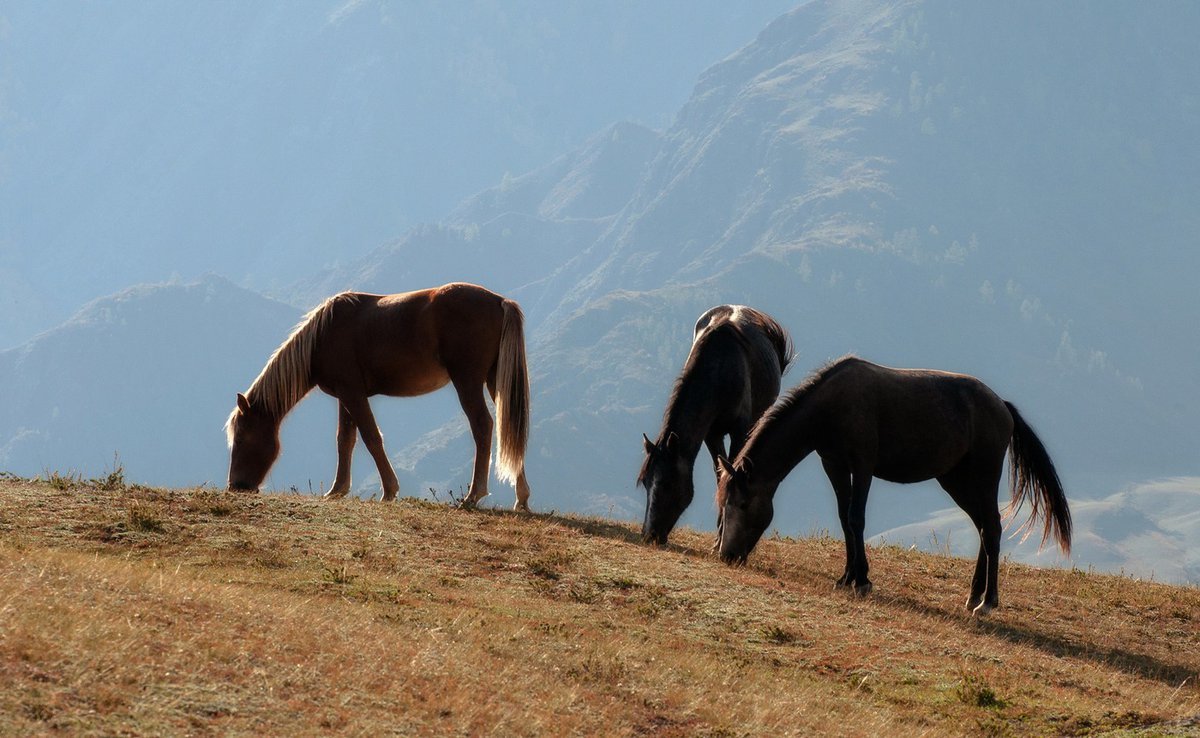 Лошади в горах