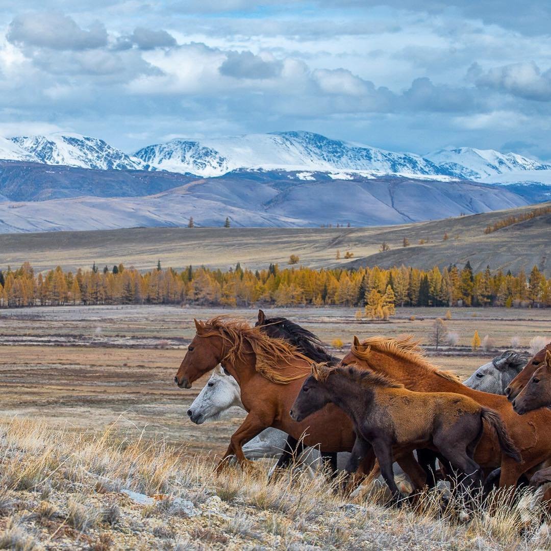 Курайск ая степь Алтай Дикир лошпди