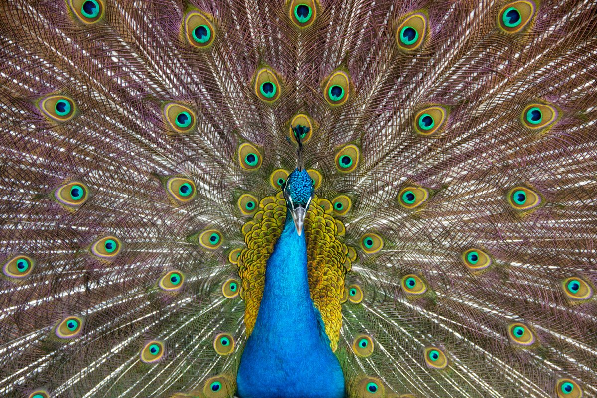 Peacock Blue