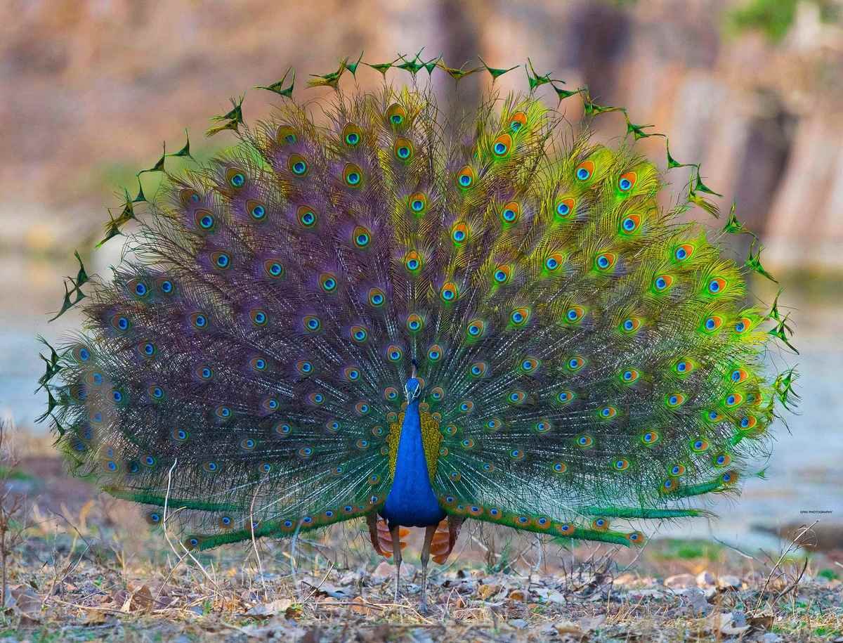 Индокитайский Павлин