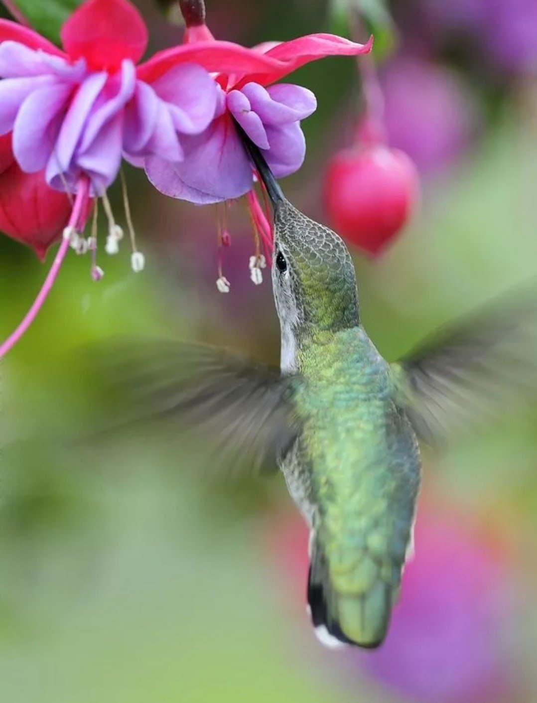 Колибри нектар. Колибри в Тайланде. Колибри птица. Колибри расцветка. Topaza Pella Колибри.