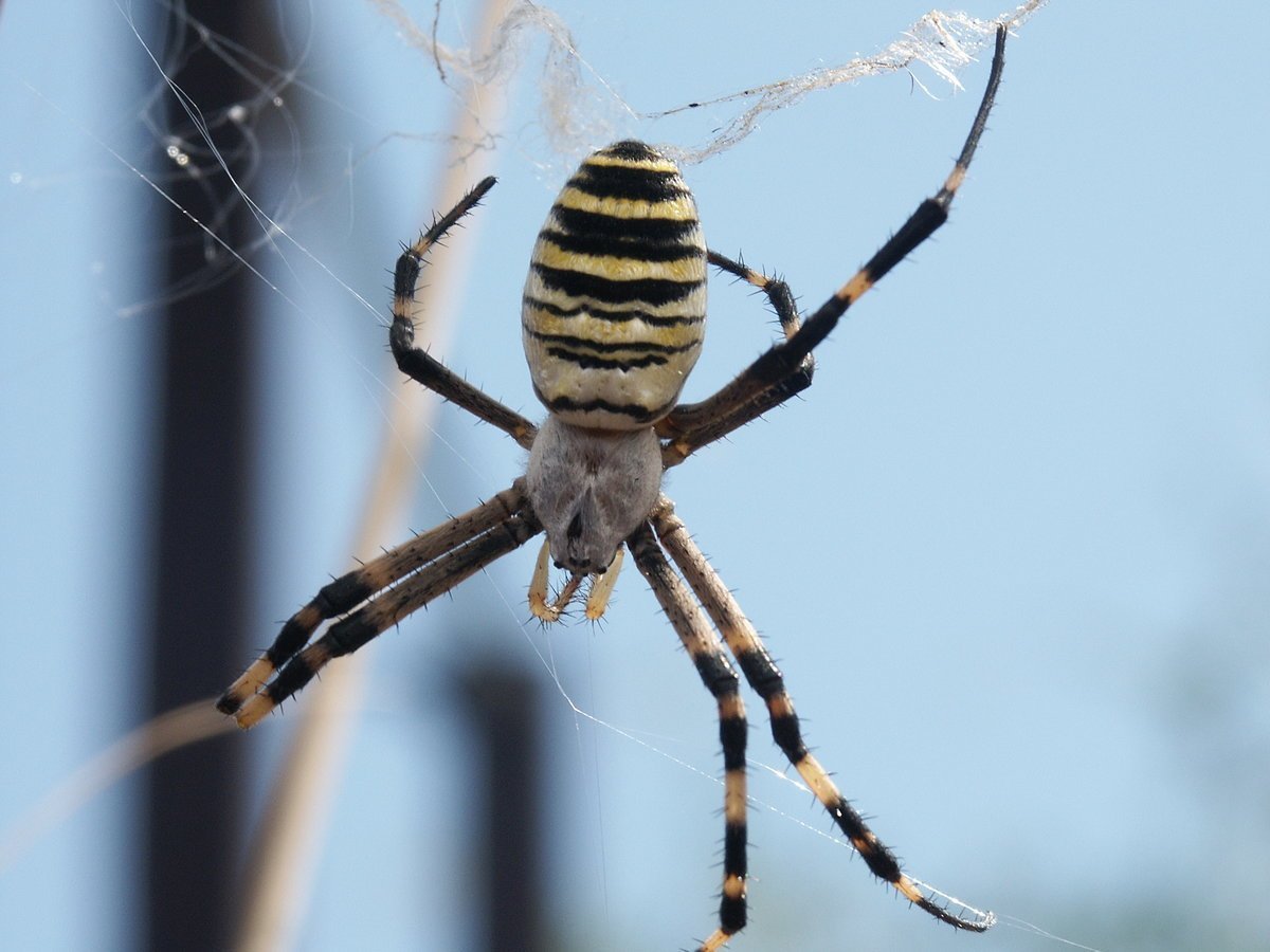 Паук полосатый желто-черный