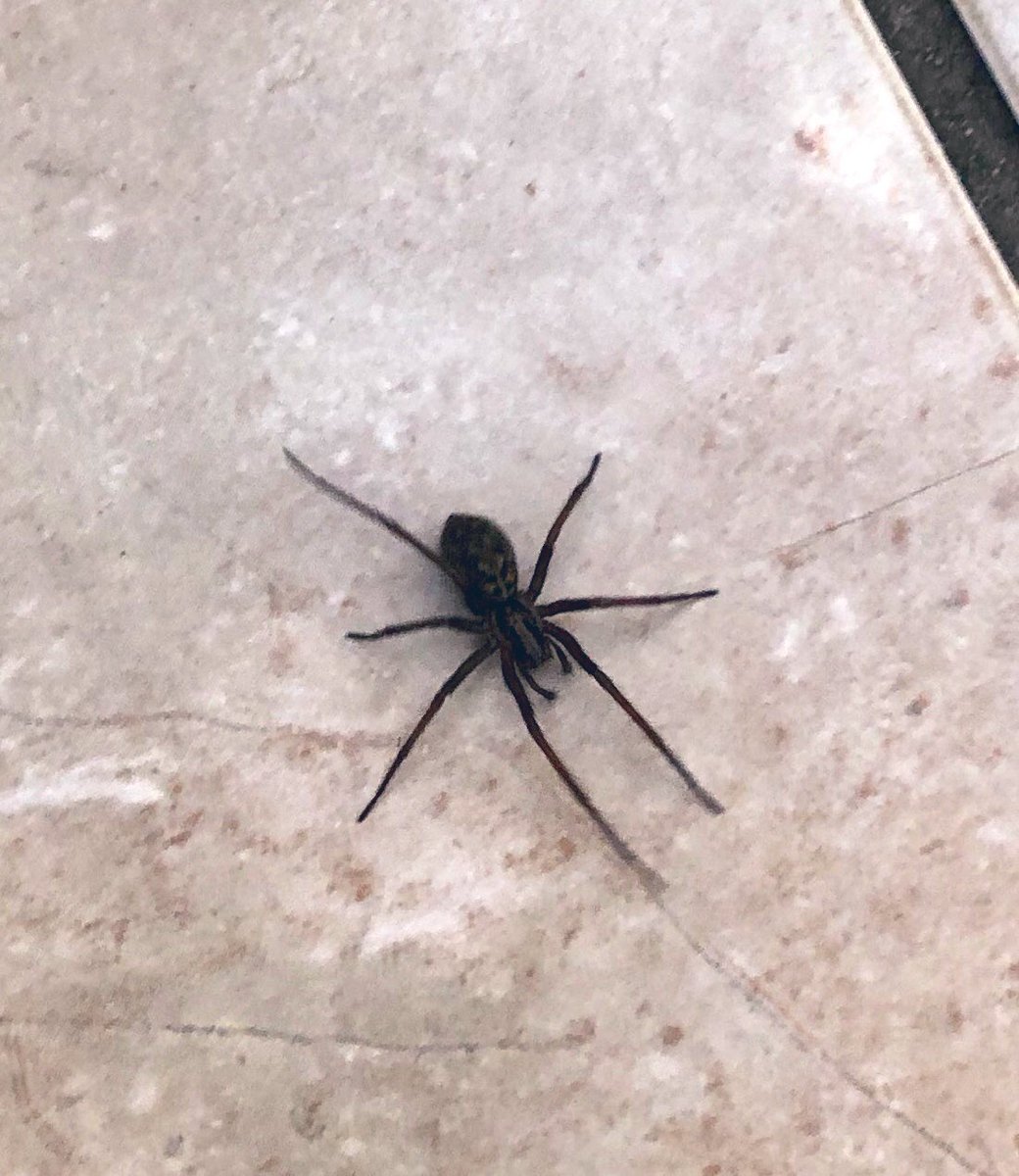 Паук Каракурт черный без пятен