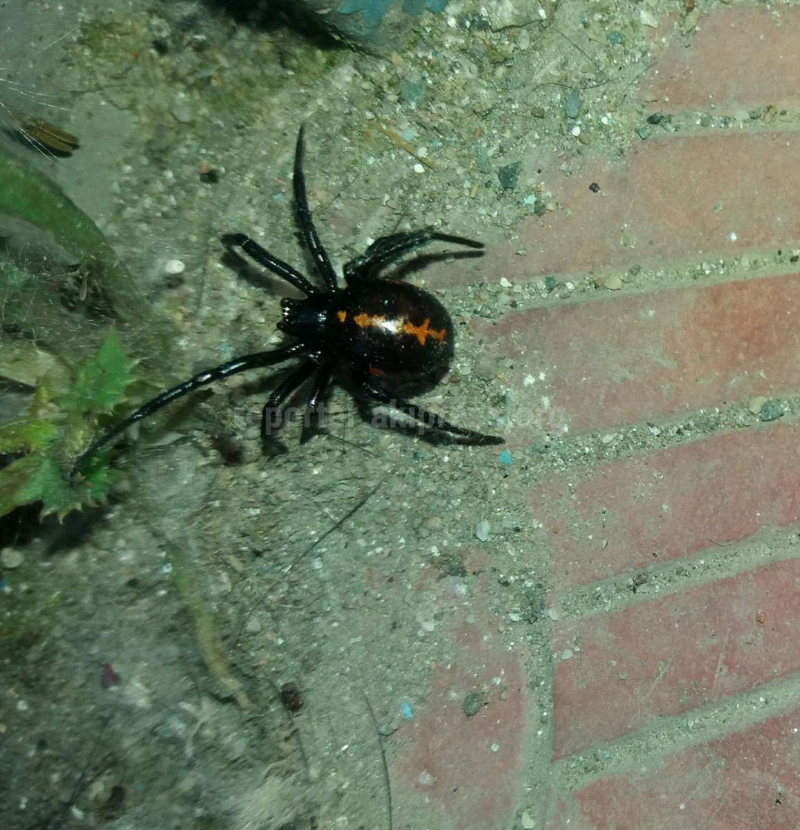 Крымский паук Каракурт полосатый