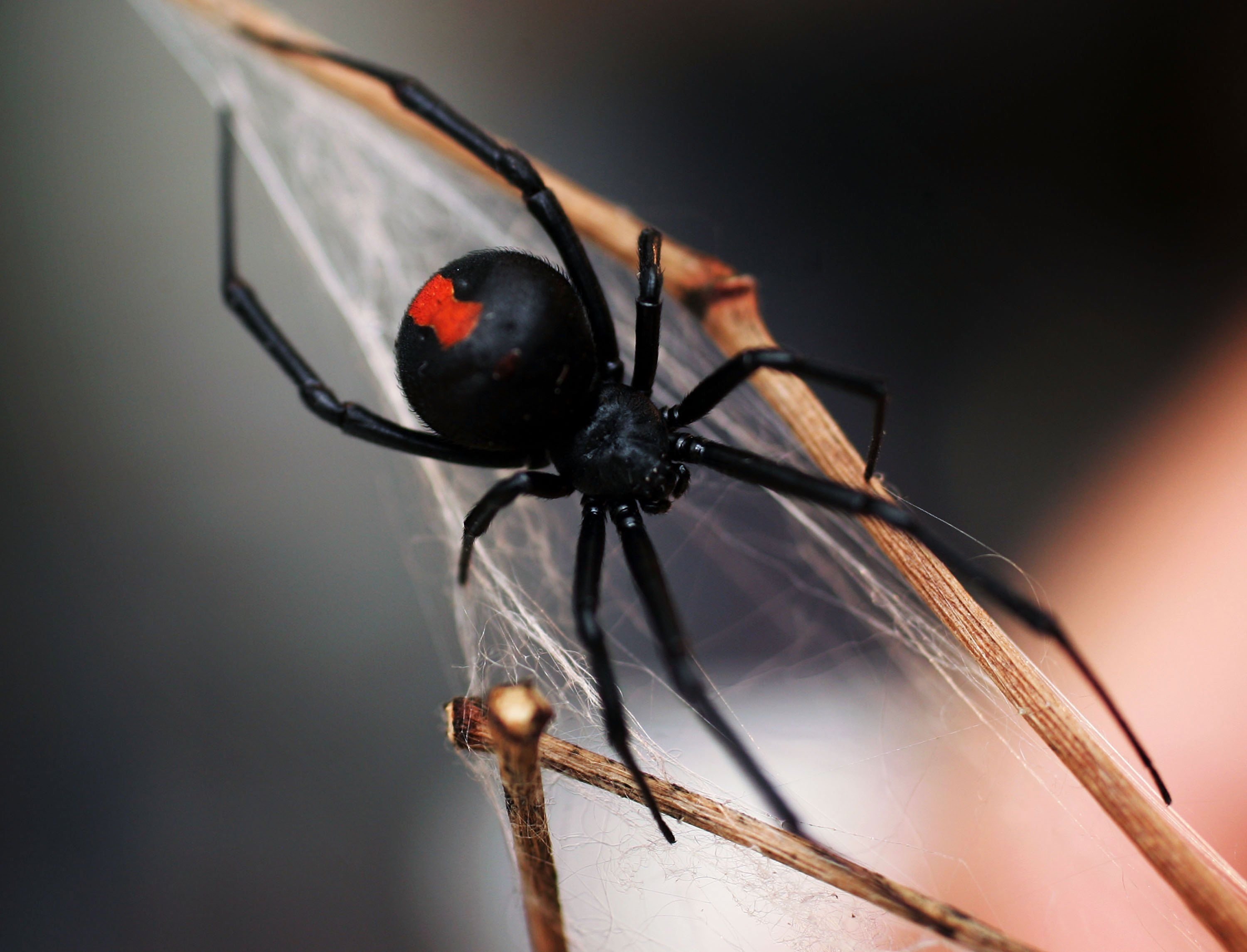 Как выглядит каракурт. Каракурт паук. Черная вдова паук. Красноспинный паук австралийская вдова. Паук черная вдова Каракурт.