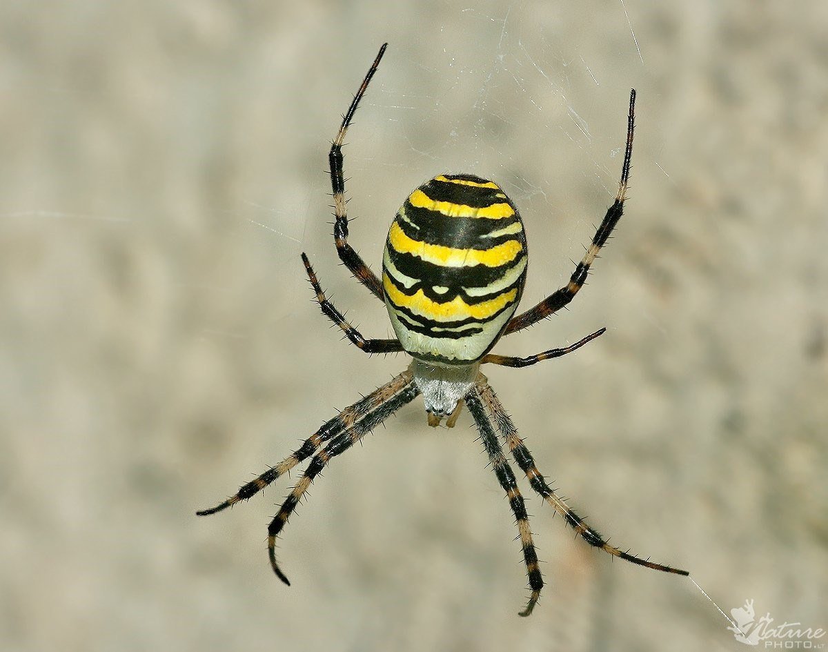 Полосатый паук черно желтый Аргиопа