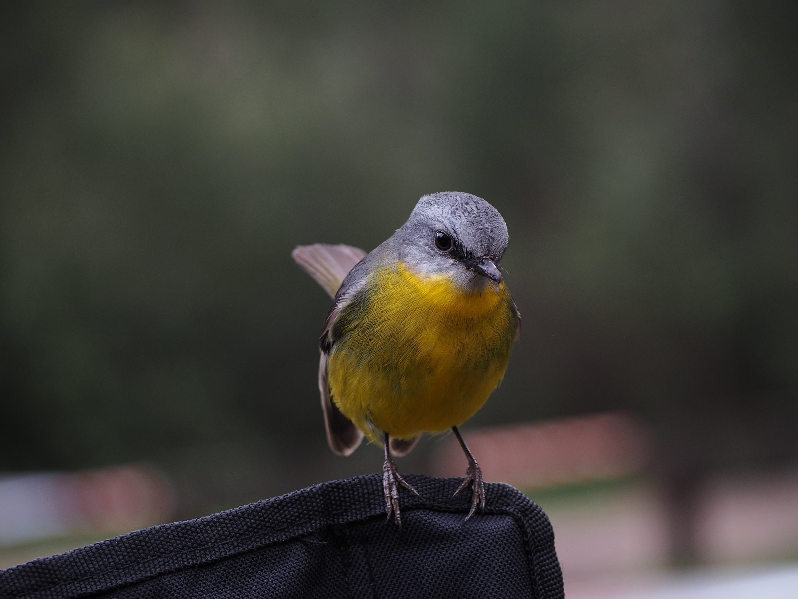 Маленькая птичка с желтой грудкой. Птица с желтым воротником. Птичка с желтым носом. Птица с желтыми ногами и клювом. Маленькая желто серая птичка