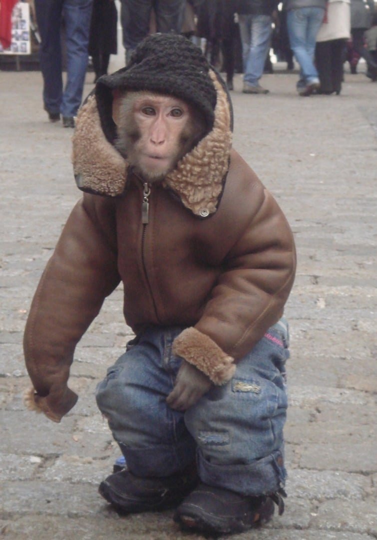Обезьяна в куртке