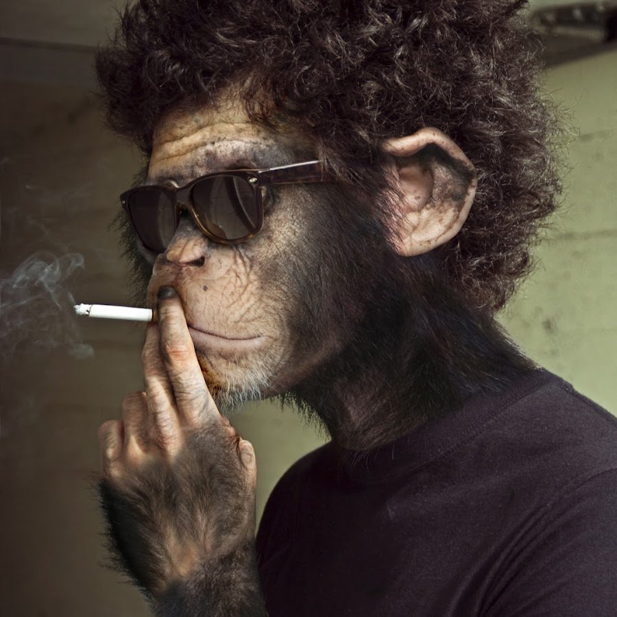 Обезьяна в очках курит