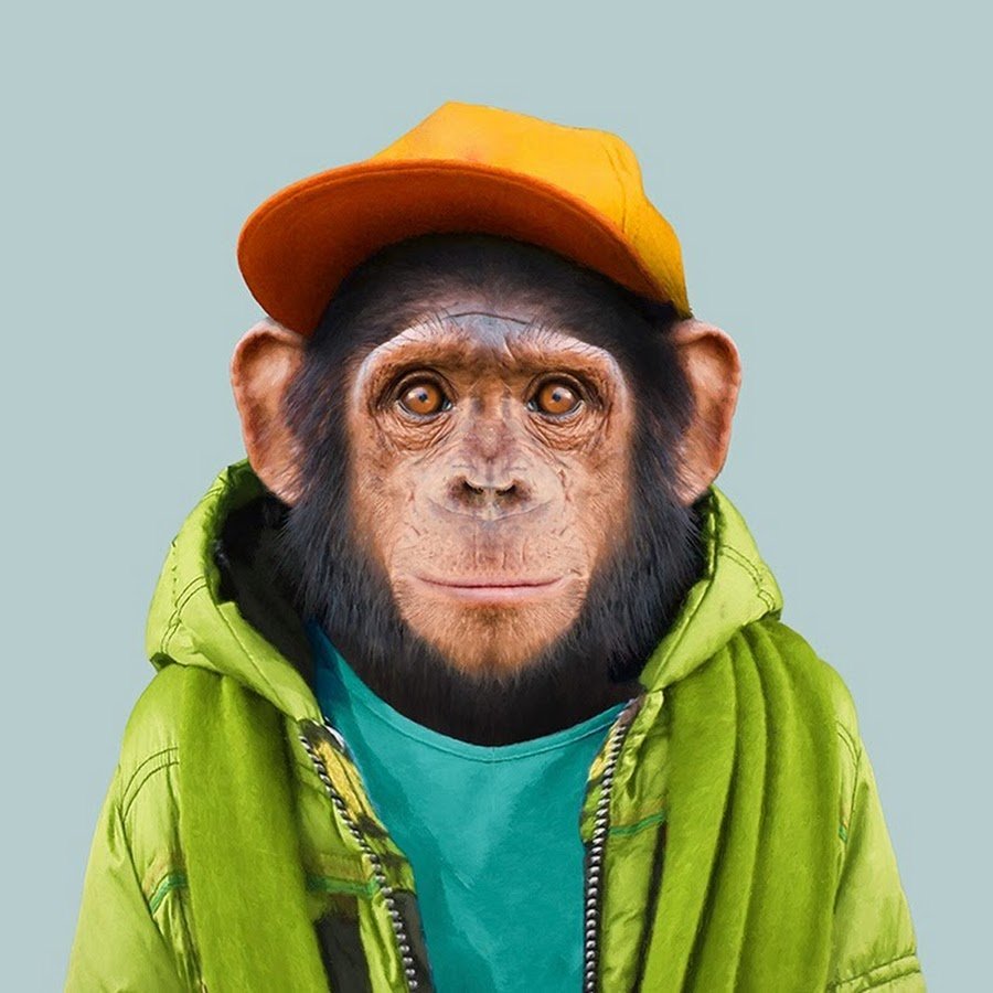 Yago partal Zoo portraits