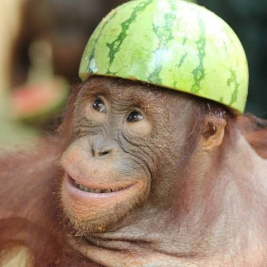 Обезьяна улыбается