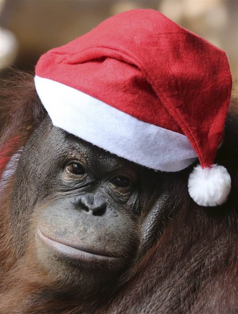 Новый год обезьян. Обезьяна в новогоднем колпаке. Обезьяна в новогодней шапке. Обезьяна в шапке Деда Мороза. Novogodnyaya abizyana.