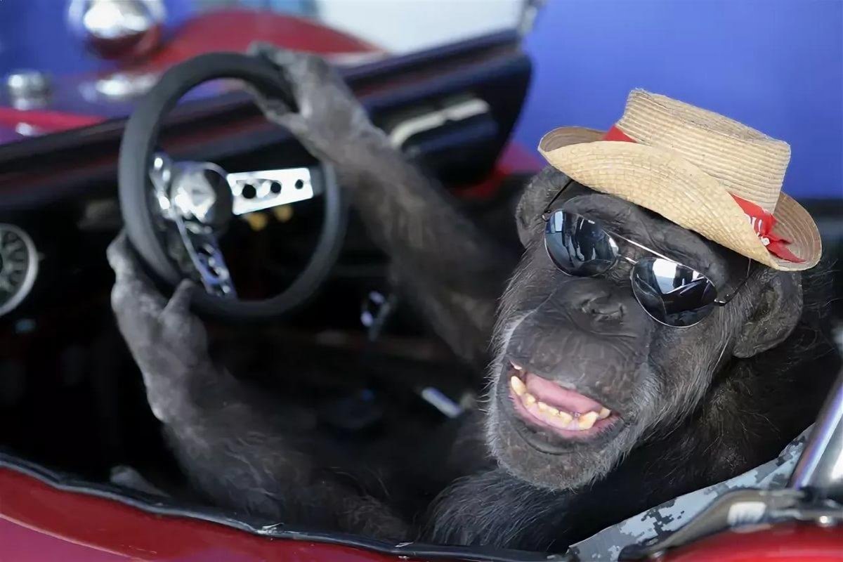 Мартышка за рулем