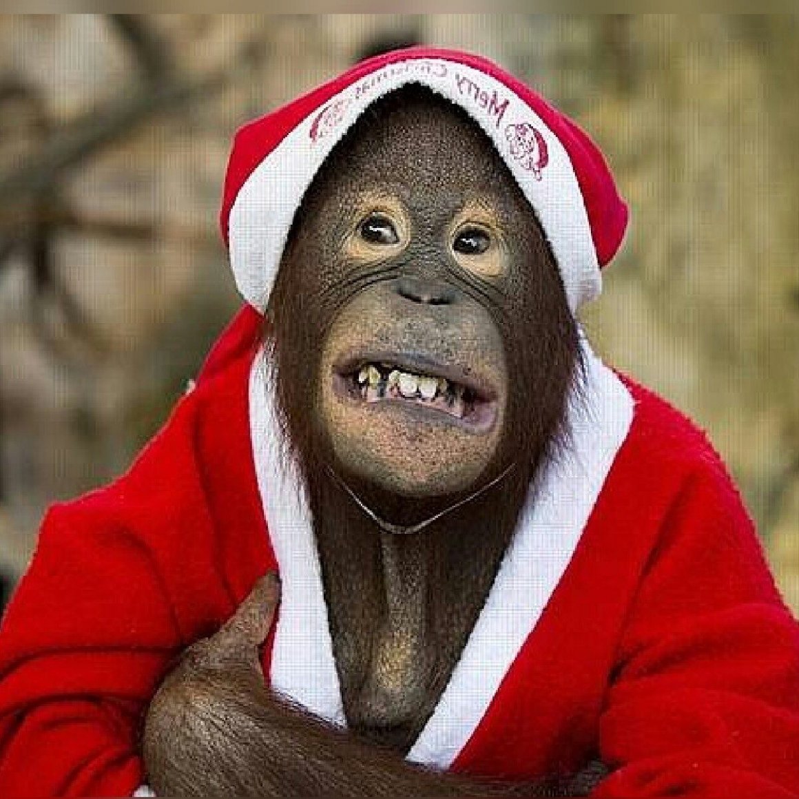 Обезьяна в шапке Деда Мороза