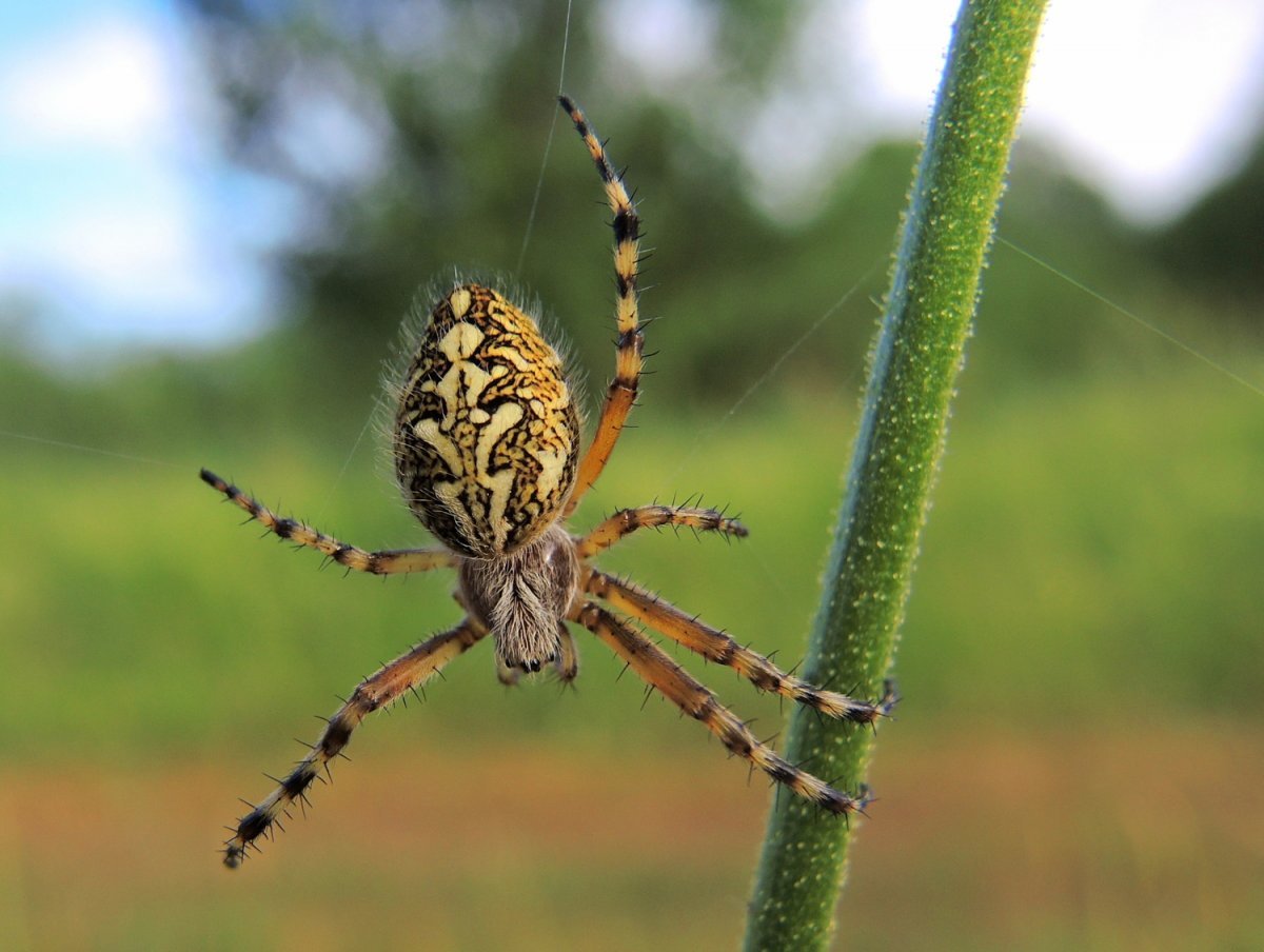 Крестовик четырёхпятнистый (Луговой) паук