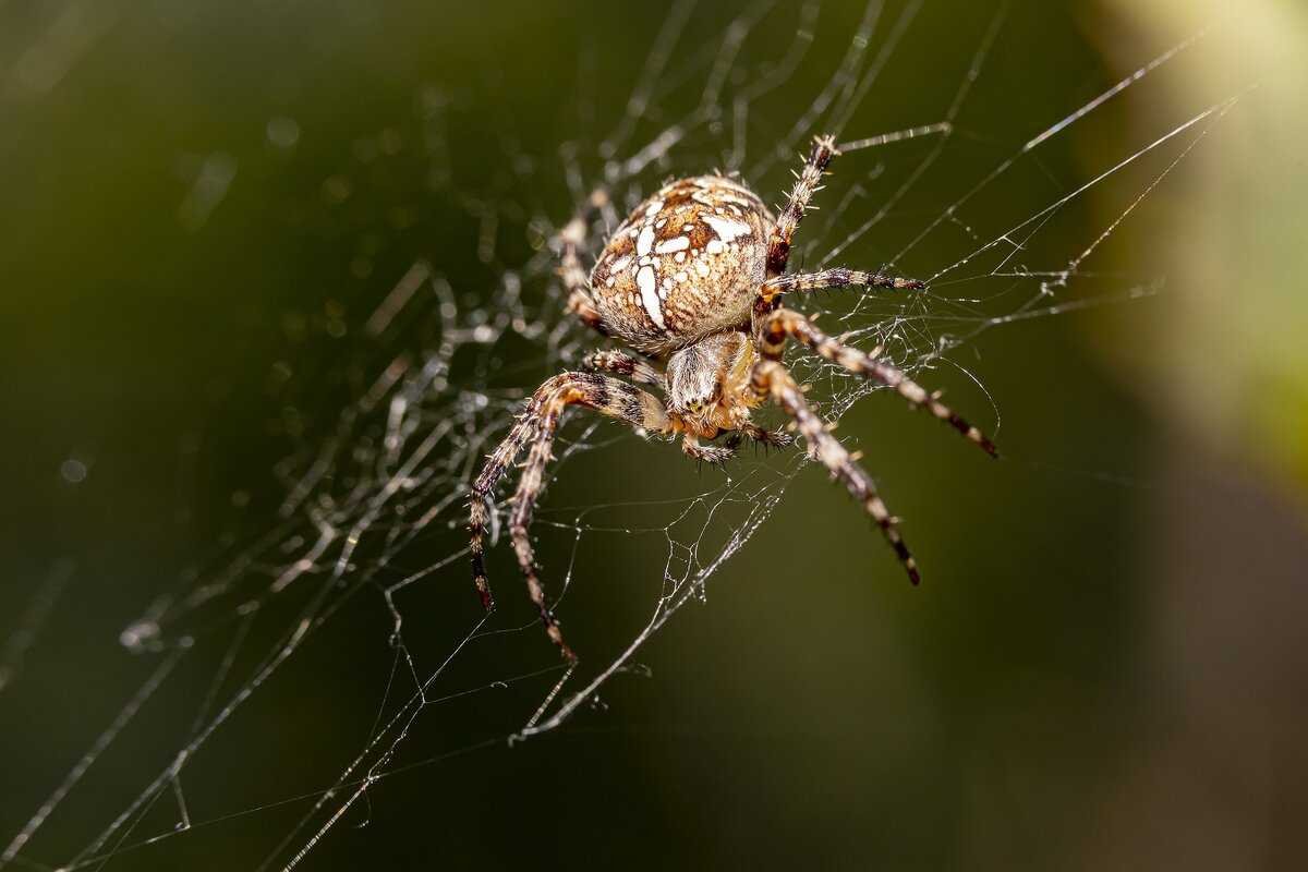 Обыкновенный крестовик - Araneus diadematus