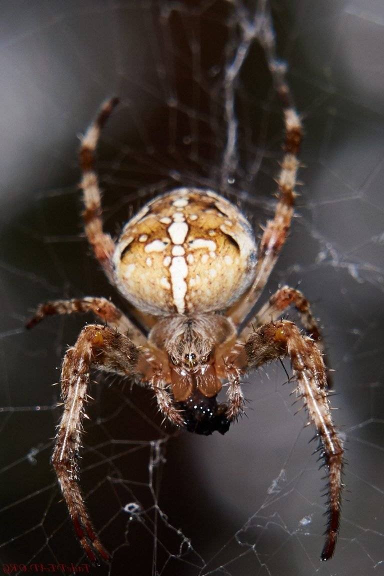 Паук диадемный крестовик