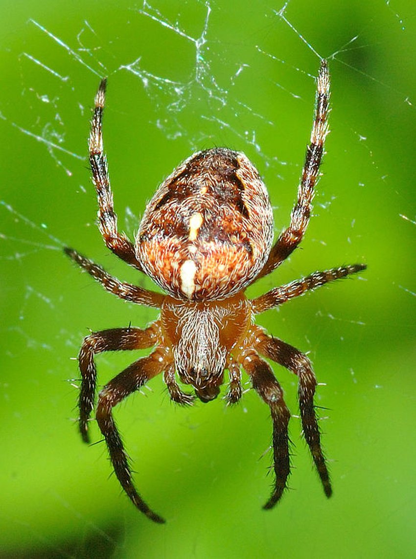 Araneus diadematus - крестовик